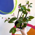Inch Plant - Tradescantia fluminensis 'Maiden's Blush' - Welsh Grown - Sprouts of Bristol