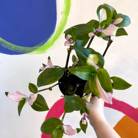 Inch Plant - Tradescantia fluminensis 'Maiden's Blush' - Welsh Grown - Sprouts of Bristol