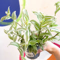 Inch Plant - Tradescantia fluminensis - Welsh Grown - Sprouts of Bristol