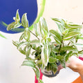 Inch Plant - Tradescantia fluminensis - Welsh Grown - Sprouts of Bristol