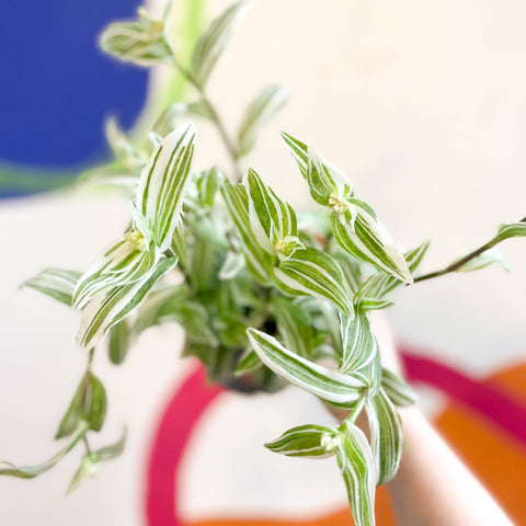 Inch Plant - Tradescantia fluminensis - Welsh Grown - Sprouts of Bristol