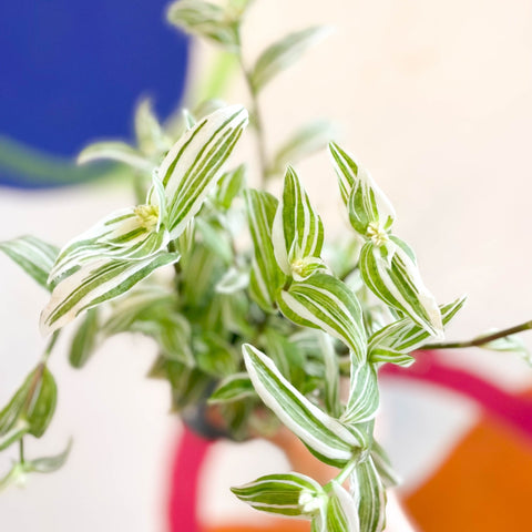 Inch Plant - Tradescantia fluminensis - Welsh Grown - Sprouts of Bristol