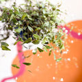 Inch Plant - Tradescantia gibasis 'Bridal Veil' - Welsh Grown - Sprouts of Bristol
