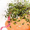 Inch Plant - Tradescantia gibasis 'Bridal Veil' - Welsh Grown - Sprouts of Bristol