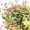 Inch Plant - Tradescantia gibasis 'Bridal Veil' - Welsh Grown - Sprouts of Bristol