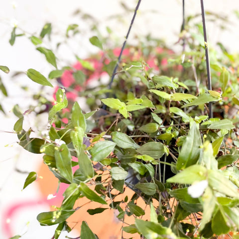 Inch Plant - Tradescantia gibasis 'Bridal Veil' - Welsh Grown - Sprouts of Bristol