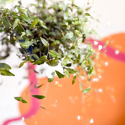 Inch Plant - Tradescantia gibasis 'Bridal Veil' - Welsh Grown - Sprouts of Bristol