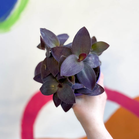 Inch Plant - Tradescantia pallida 'Purple Heart' - Sprouts of Bristol