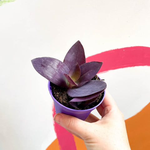 Inch Plant - Tradescantia pallida 'Purple Heart' - Sprouts of Bristol