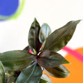 Inch Plant - Tradescantia spathacea 'Roxxo' - Sprouts of Bristol