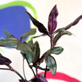 Inch Plant - Tradescantia spathacea 'Roxxo' - Sprouts of Bristol