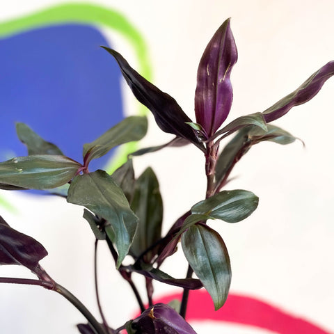 Inch Plant - Tradescantia spathacea 'Roxxo' - Sprouts of Bristol