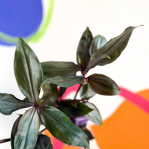 Inch Plant - Tradescantia spathacea 'Roxxo' - Sprouts of Bristol