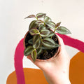 Inch Plant - Tradescantia zebrina - British Grown - Sprouts of Bristol