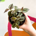 Inch Plant - Tradescantia zebrina - British Grown - Sprouts of Bristol