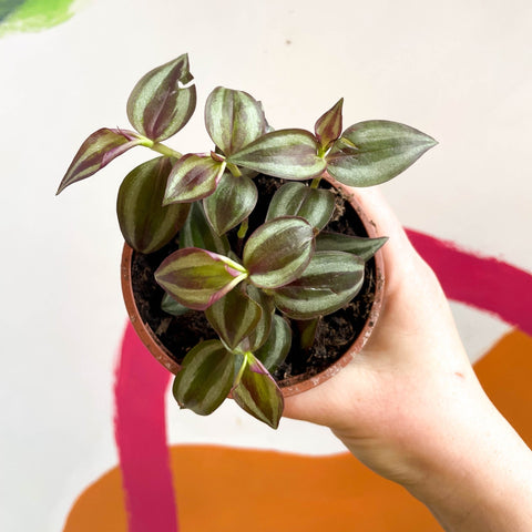 Inch Plant - Tradescantia zebrina - British Grown - Sprouts of Bristol