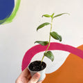 Inch Plant - Tradescantia zebrina 'Flame Dance' - Sprouts Grown By Us - Sprouts of Bristol