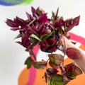 Inch Plant - Tradescantia zebrina 'Flame Dance' - Welsh Grown - Sprouts of Bristol