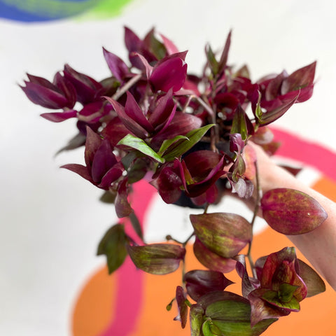 Inch Plant - Tradescantia zebrina 'Flame Dance' - Welsh Grown - Sprouts of Bristol