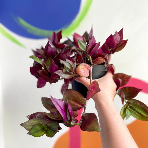 Inch Plant - Tradescantia zebrina 'Flame Dance' - Welsh Grown - Sprouts of Bristol
