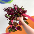 Inch Plant - Tradescantia zebrina 'Flame Dance' - Welsh Grown - Sprouts of Bristol