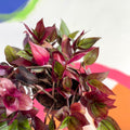 Inch Plant - Tradescantia zebrina 'Flame Dance' - Welsh Grown - Sprouts of Bristol