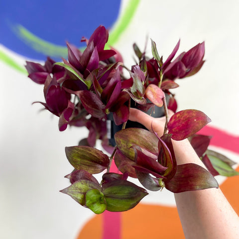 Inch Plant - Tradescantia zebrina 'Flame Dance' - Welsh Grown - Sprouts of Bristol