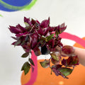 Inch Plant - Tradescantia zebrina 'Flame Dance' - Welsh Grown - Sprouts of Bristol