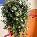Inch Plant- Tradescantia zebrina 'Green Hill' - Sprouts of Bristol