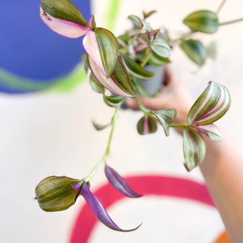 Inch Plant - Tradescantia zebrina 'Quadricolor' - Welsh Grown - Sprouts of Bristol