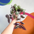 Inch Plant - Tradescantia zebrina - Sprouts Grown By Us - Sprouts of Bristol