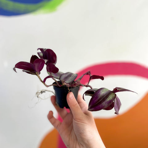 Inch Plant - Tradescantia zebrina 'Violet Hill' - Welsh Grown - Sprouts of Bristol