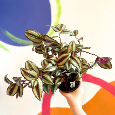 Inch Plant - Tradescantia zebrina 'Violet Hill' - Welsh Grown - Sprouts of Bristol
