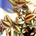 Inch Plant - Tradescantia zebrina 'Violet Hill' - Welsh Grown - Sprouts of Bristol