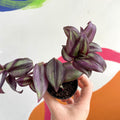 Inch Plant - Tradescantia zebrina 'Violet Hill' - Welsh Grown - Sprouts of Bristol