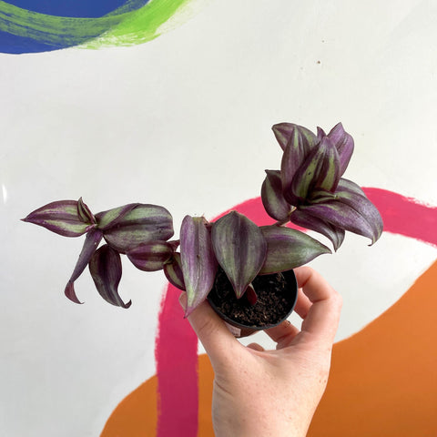 Inch Plant - Tradescantia zebrina 'Violet Hill' - Welsh Grown - Sprouts of Bristol