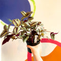 Inch Plant - Tradescantia zebrina 'Violet Hill' - Welsh Grown - Sprouts of Bristol
