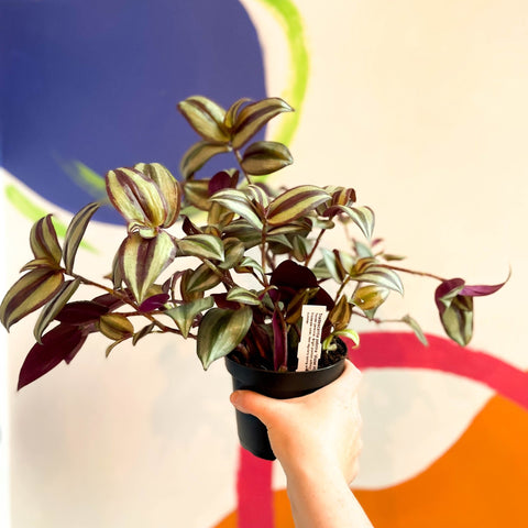 Inch Plant - Tradescantia zebrina 'Violet Hill' - Welsh Grown - Sprouts of Bristol