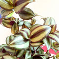 Inch Plant - Tradescantia zebrina 'Violet Hill' - Welsh Grown - Sprouts of Bristol