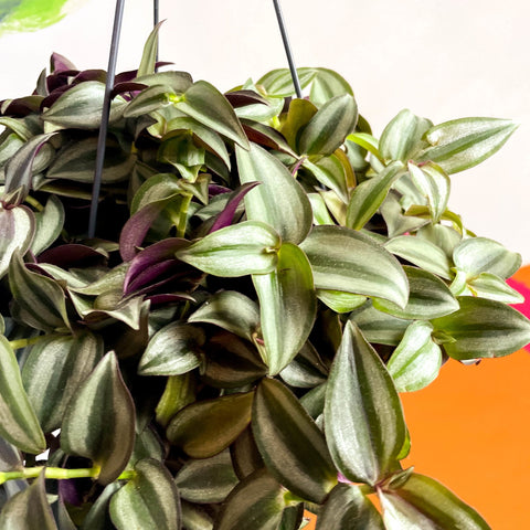 Inch Plant 'Zebrina' - Tradescantia zebrina - Sprouts of Bristol