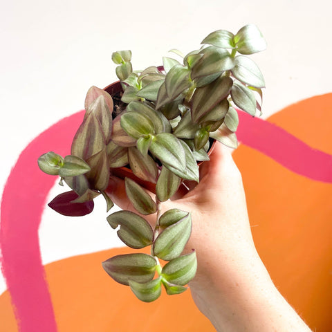 Inch Plant 'Zebrina' - Tradescantia zebrina - Sprouts of Bristol