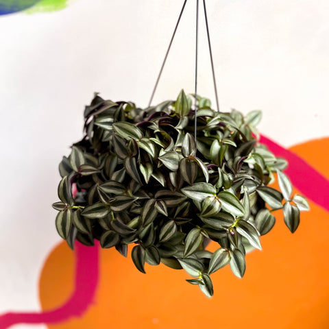 Inch Plant 'Zebrina' - Tradescantia zebrina - Sprouts of Bristol