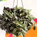 Inch Plant 'Zebrina' - Tradescantia zebrina - Sprouts of Bristol