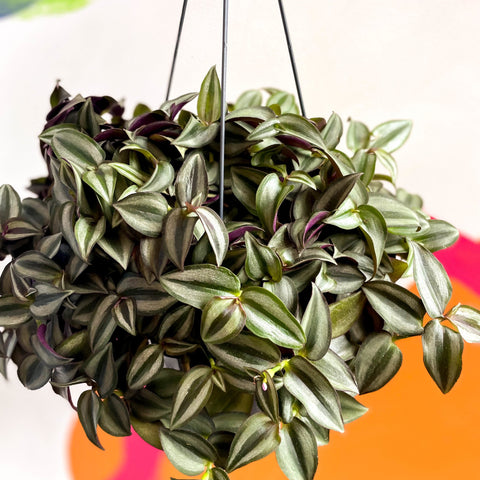 Inch Plant 'Zebrina' - Tradescantia zebrina - Sprouts of Bristol