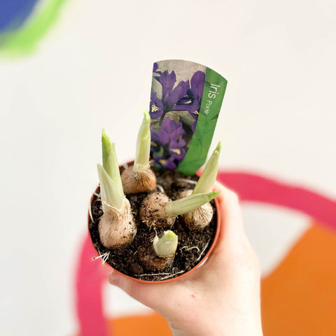 Iris reticulata 'Pixie' - Sprouts of Bristol