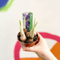 Iris reticulata 'Pixie' - Sprouts of Bristol