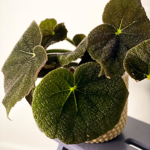 Iron Cross Begonia Rex - Begonia masoniana 'Mountain' - Sprouts of Bristol