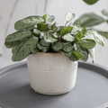 Ivory Hillesley Pot - Sprouts of Bristol
