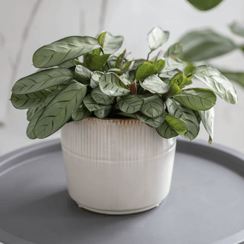 Ivory Hillesley Pot - Sprouts of Bristol