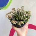Jade Necklace - Crassula x rupestris f. marnieriana 'Hottentot' - Sprouts of Bristol